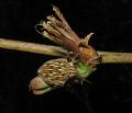 Odontotarsus robustus